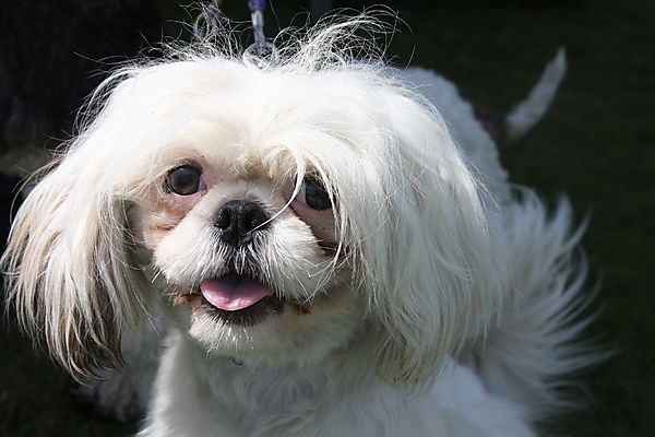 Cranbourne Annual Companion Dog Show