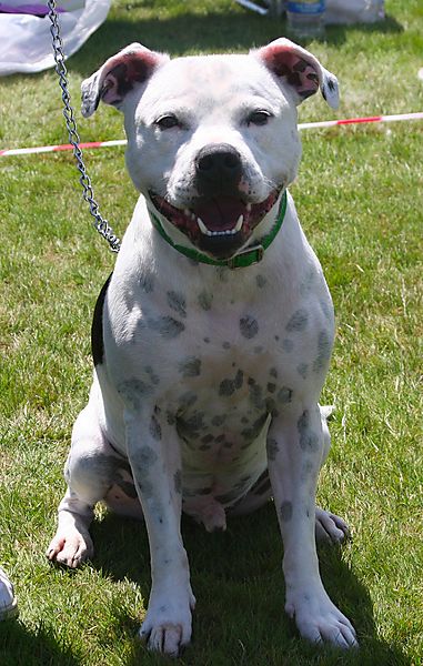 Cranbourne Annual Companion Dog Show