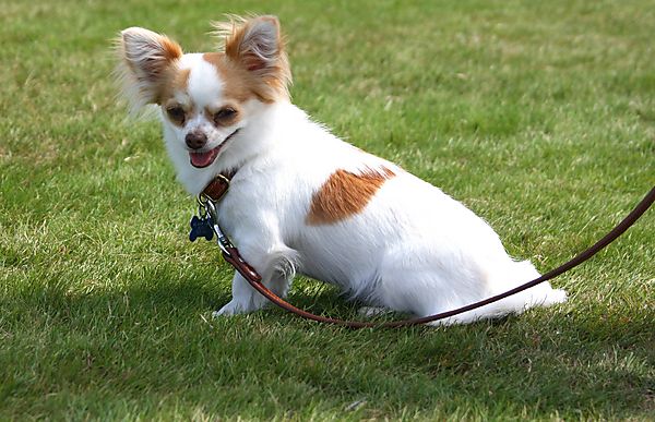 Cranbourne Annual Companion Dog Show