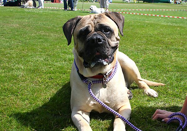 Cranbourne Annual Companion Dog Show