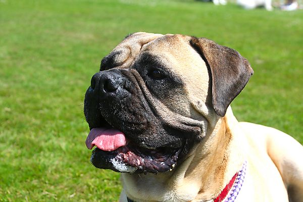 Cranbourne Annual Companion Dog Show