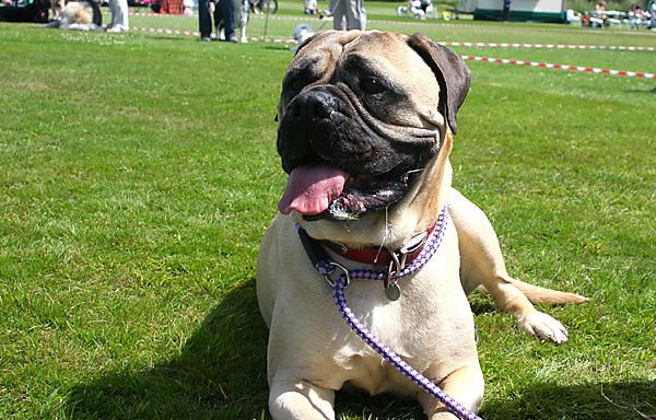 Cranbourne Annual Companion Dog Show