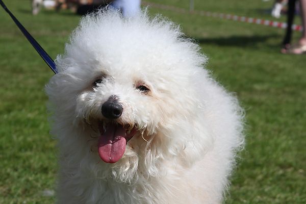 Cranbourne Annual Companion Dog Show