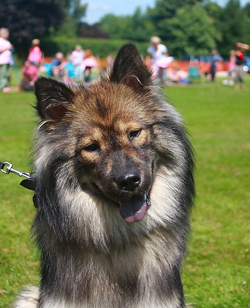 Cranbourne Annual Companion Dog Show