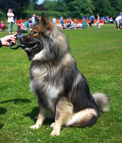 Cranbourne Annual Companion Dog Show