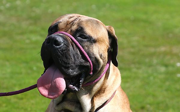 Cranbourne Annual Companion Dog Show