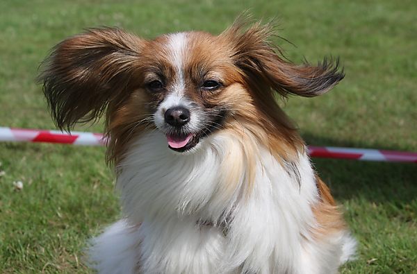 Cranbourne Annual Companion Dog Show