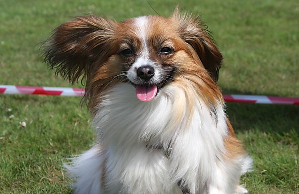 Cranbourne Annual Companion Dog Show