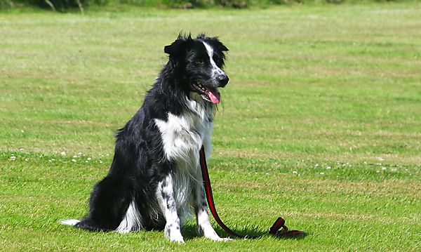 Cranbourne Annual Companion Dog Show