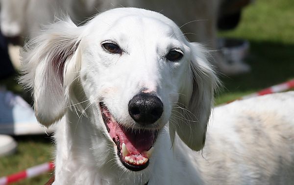 Cranbourne Annual Companion Dog Show