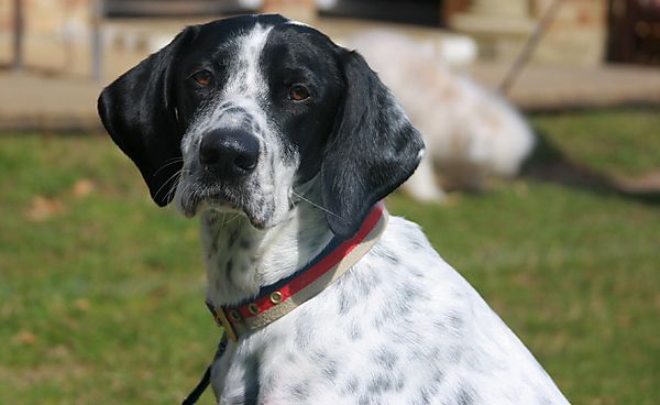Cranbourne Annual Companion Dog Show