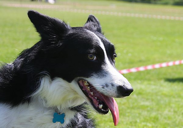 Cranbourne Annual Companion Dog Show