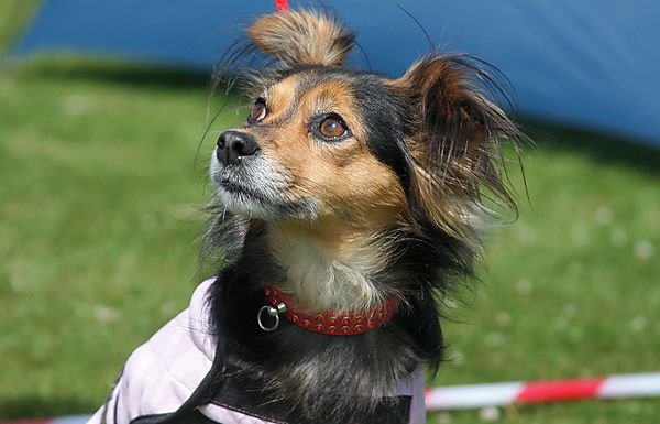 Cranbourne Annual Companion Dog Show
