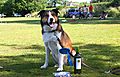 Cranbourne Annual Companion Dog Show