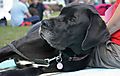 photo thumbnail Cranbourne Annual Companion Dog Show
