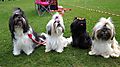 photo thumbnail Cranbourne Annual Companion Dog Show