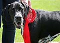 photo thumbnail Cranbourne Annual Companion Dog Show