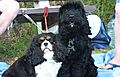 photo thumbnail Cranbourne Annual Companion Dog Show