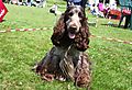 photo thumbnail Cranbourne Annual Companion Dog Show