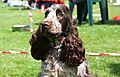 photo thumbnail Cranbourne Annual Companion Dog Show