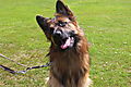 photo thumbnail Cranbourne Annual Companion Dog Show