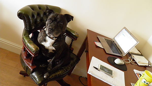 Rocky hard at work taking bookings!