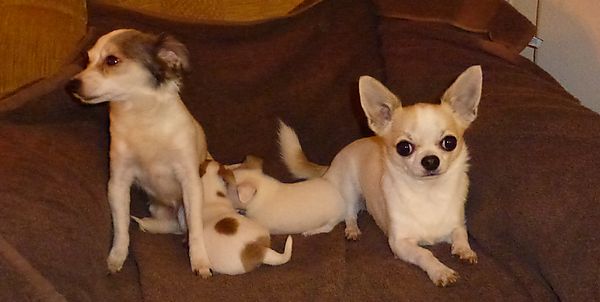 Mum and Dad with Pups