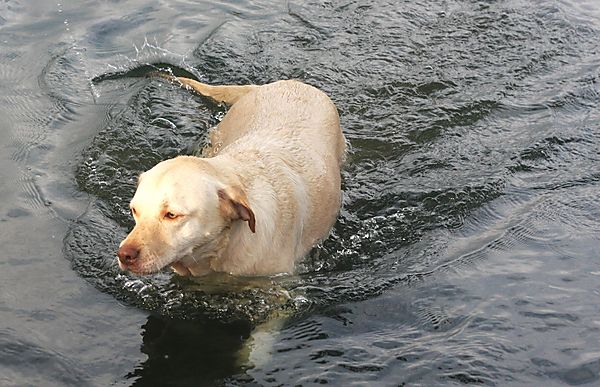 Labradors love to swim