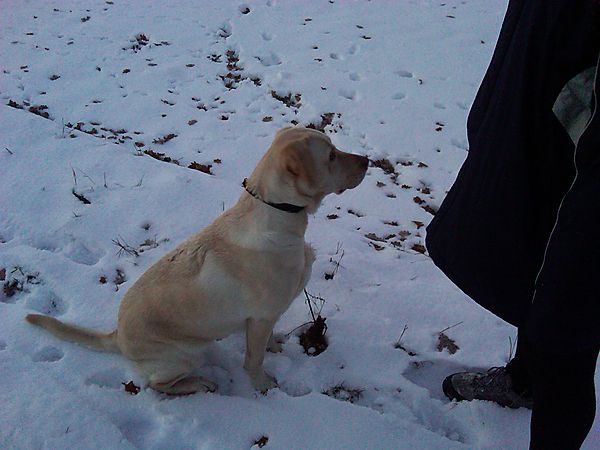 Labrador Millie in the Snow
