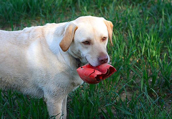 Labrador Retriever Millie