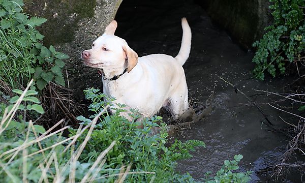 You can't keep a labrador out the water
