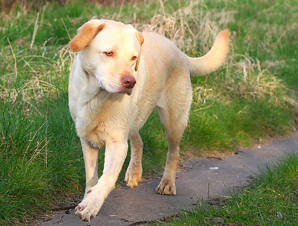 Milly a Labrador Retriever