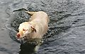 photo thumbnail Labradors love to swim