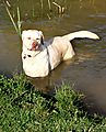 Milly the labrador cooling down