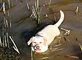 Labrador in mucky pond