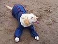 Labrador Milly - wearing her protective suit