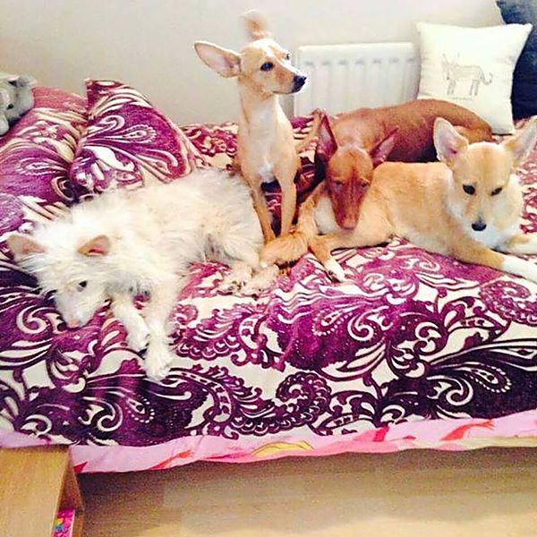 Molly, Foxy, Dave & Tilly