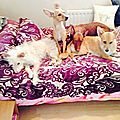 Molly, Foxy, Dave & Tilly