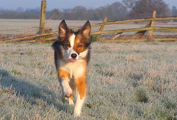 Woody the collie