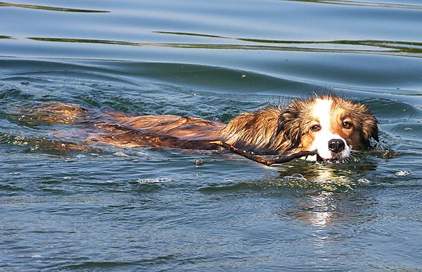 Collie Woody cooling down