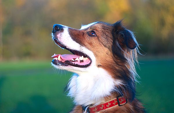 Very focused Collie Woody