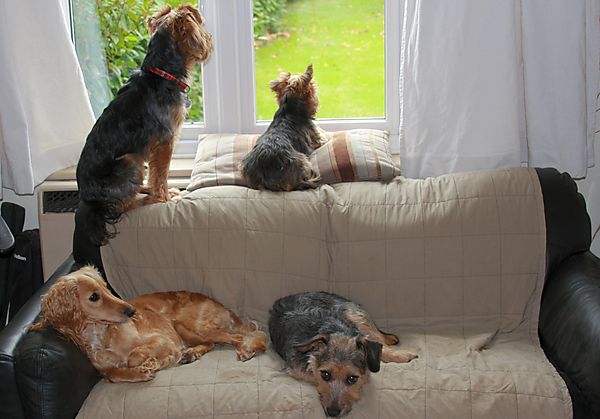 The Dog's Sofa