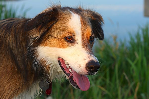 Portrait of my Border Collie, Woody