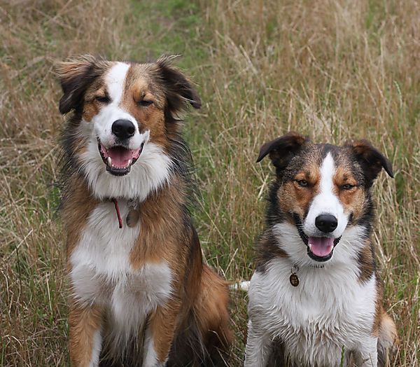 Border Collie Pals, Woody and Merlin