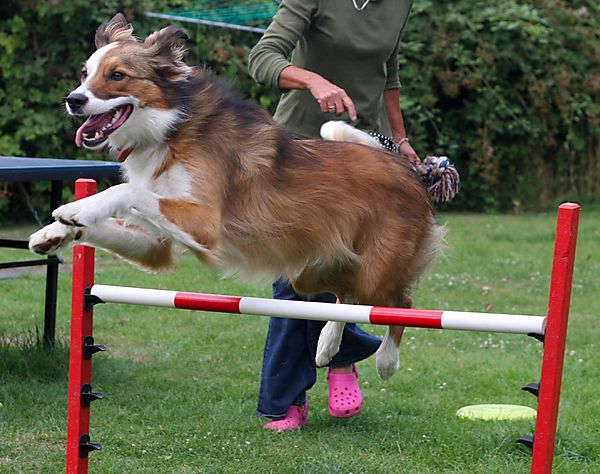 Woody the Collie doing Agility