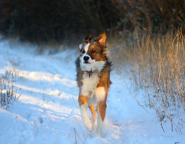 Woody the Collie running in the Snow