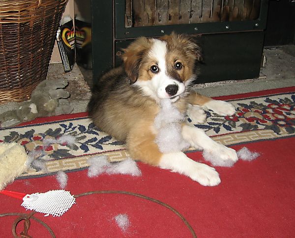 Distructive Collie Puppy Woody