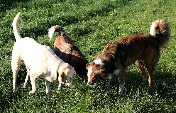 Labrador and Collies