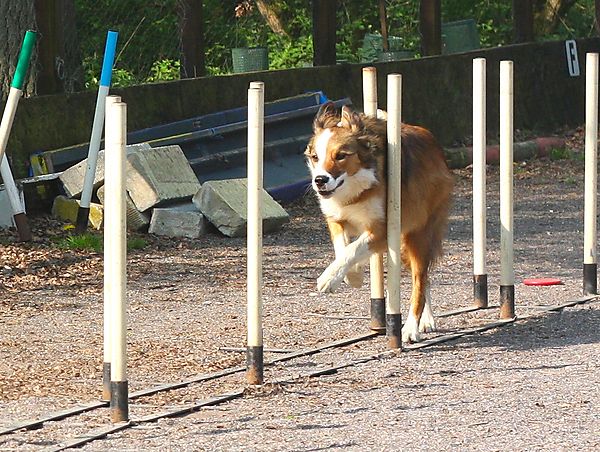 Weave Poles at Agility