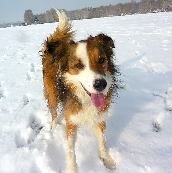Collie Woody having fun in the snow
